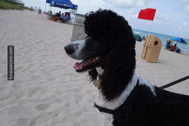 Dog Beach Miami, Dog Trainer Miami (42)