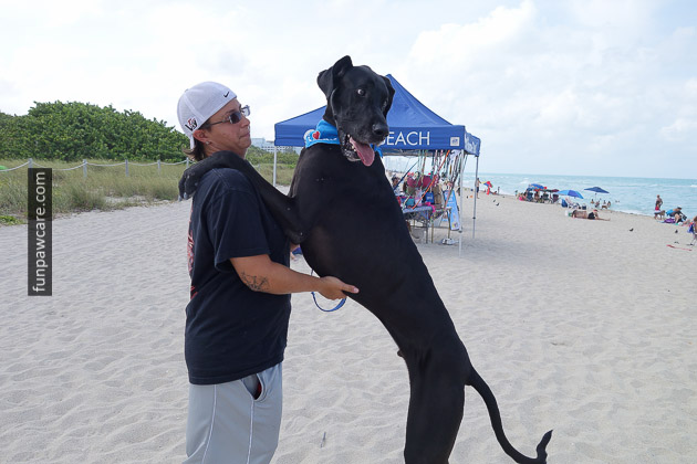 Dog Beach Miami, Dog Trainer Miami (41)