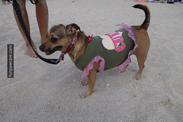 Dog Beach Miami, Dog Trainer Miami (38)