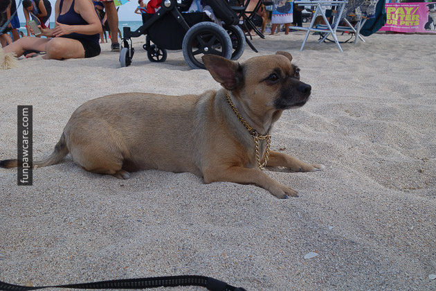Dog Beach Miami, Dog Trainer Miami (36)