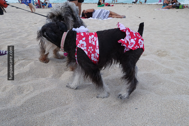 Dog Beach Miami, Dog Trainer Miami (32)