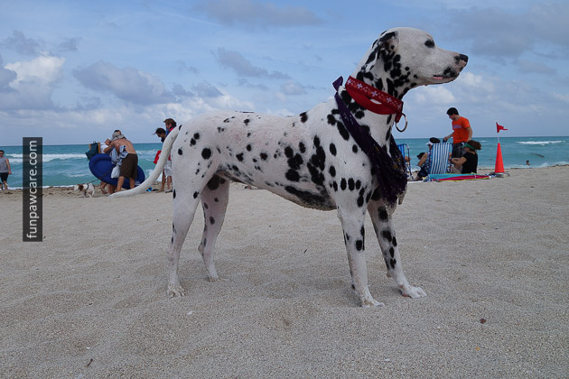 Valiant Dalmatian, Dog Training Classes, Miami Beach Photo Valiant Dalmatian, Dog Training Classes, Miami Beach Photo - Fun Paw Care