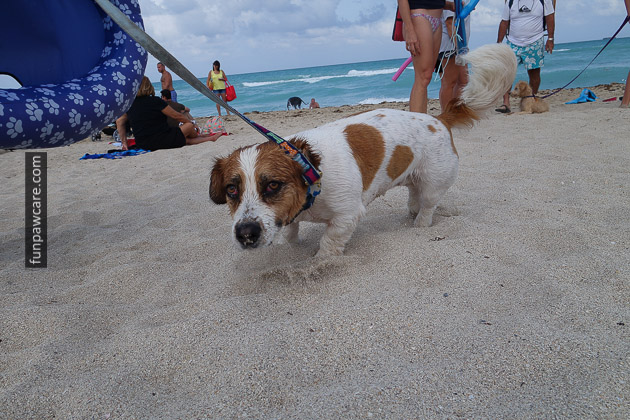 Dog Beach Miami, Dog Trainer Miami (28)