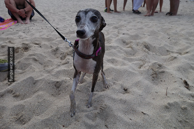 Cute Sandy Puppy, Training, Miami Beach Photo Cute Sandy Puppy, Training, Miami Beach Photo - Fun Paw Care