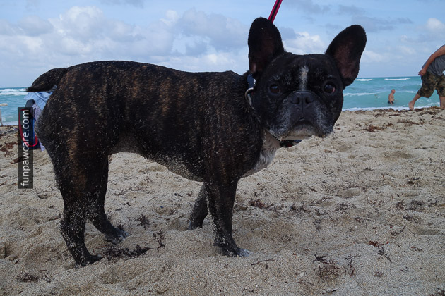 Sandy Frenchie Photo, Dog Training Classes, Miami Sandy Frenchie Photo, Dog Training Classes, Miami - Fun Paw Care
