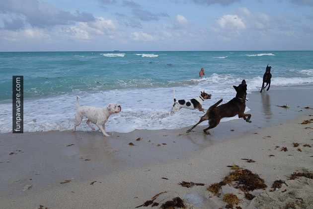Friends Playing, Miami Dog Training Photo Friends Playing, Miami Dog Training Photo - Fun Paw Care