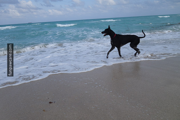 Dog Beach Miami, Dog Trainer Miami (24)