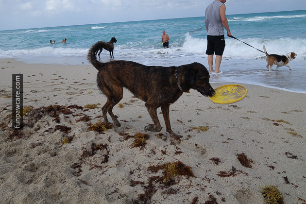 Dog Beach Miami, Dog Trainer Miami (22)