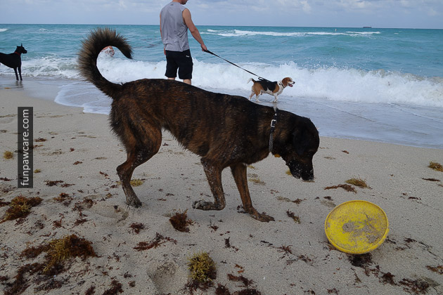 Dog Beach Miami, Dog Trainer Miami (21)