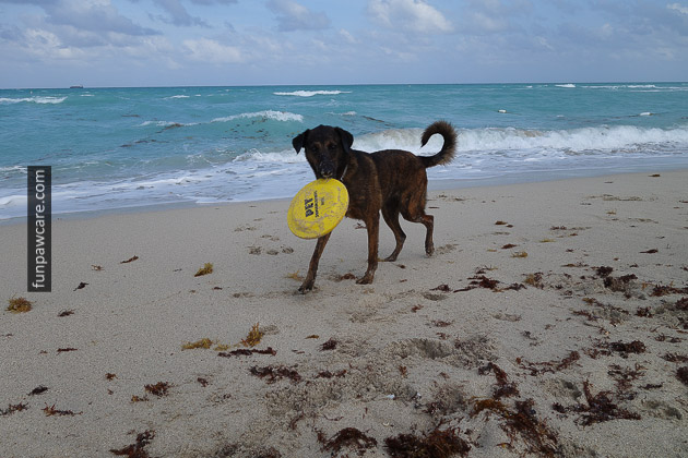 Frisbee Puppy, Training, Miami Photo Frisbee Puppy, Training, Miami Photo - Fun Paw Care