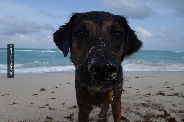 Dog Beach Miami, Dog Trainer Miami (18)