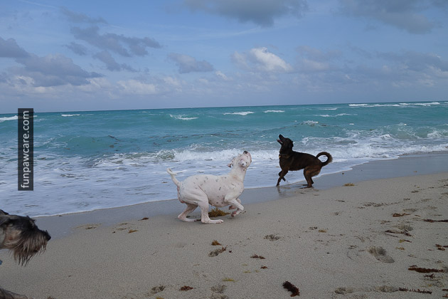 Friends Pursuing Frisbee, Miami Dog Training Photo Friends Pursuing Frisbee, Miami Dog Training Photo - Fun Paw Care