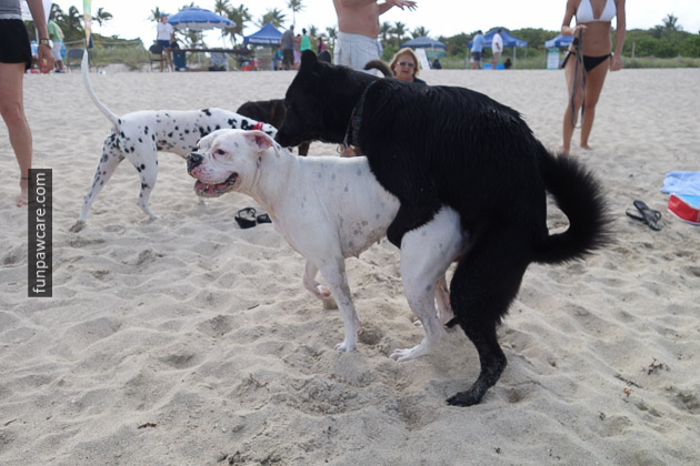 Dog Beach Miami, Dog Trainer Miami (16)