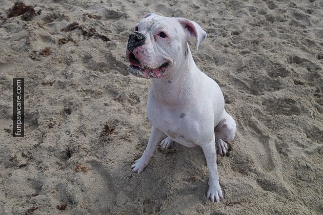 Sandy Pit-bull Puppy, Training, Miami Beach Photo Sandy Pit-bull Puppy, Training, Miami Beach Photo - Fun Paw Care