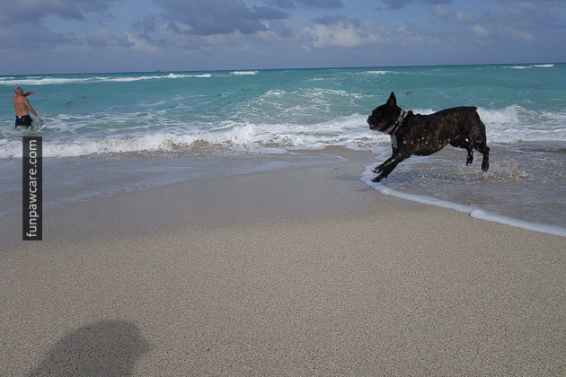 Frolicking Frenchie, Dog Training Classes, Miami Photo Frolicking Frenchie, Dog Training Classes, Miami Photo - Fun Paw Care