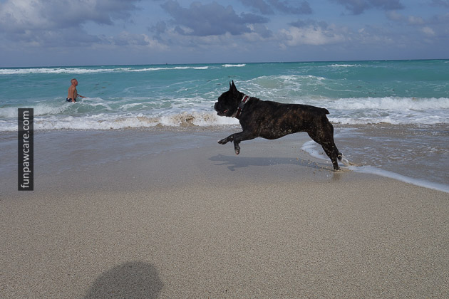 French Bulldog Playing, Beach Photo, Miami Dog Training French Bulldog Playing, Beach Photo, Miami Dog Training - Fun Paw Care