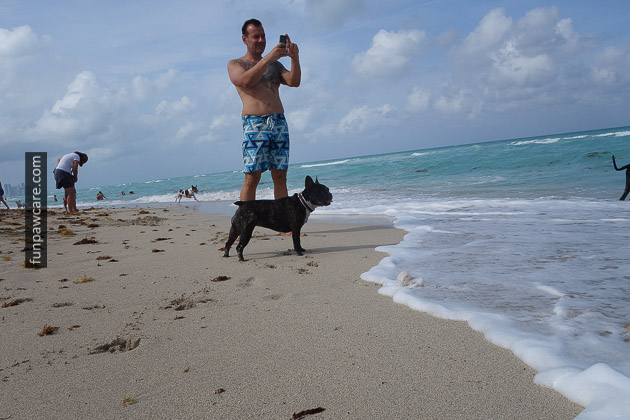 French Bulldog Beach Photo, Puppy Training, Miami French Bulldog Beach Photo, Puppy Training, Miami - Fun Paw Care