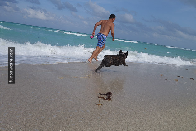 French Bulldog Getting Air Photo, Puppy Training, Miami French Bulldog Getting Air Photo, Puppy Training, Miami - Fun Paw Care