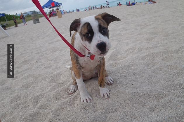 Dog Beach Miami, Dog Trainer Miami (5)