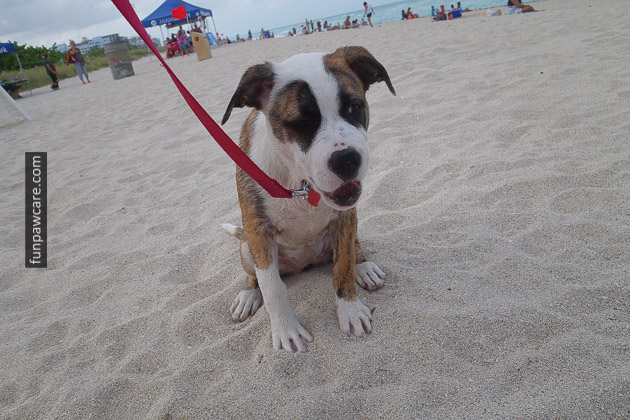 Dog Beach Miami, Dog Trainer Miami (4)
