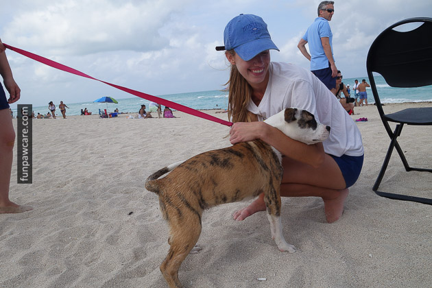 Tiger Striped Puppy With Dog Trainer, Miami Photo Tiger Striped Puppy With Dog Trainer, Miami Photo - Fun Paw Care