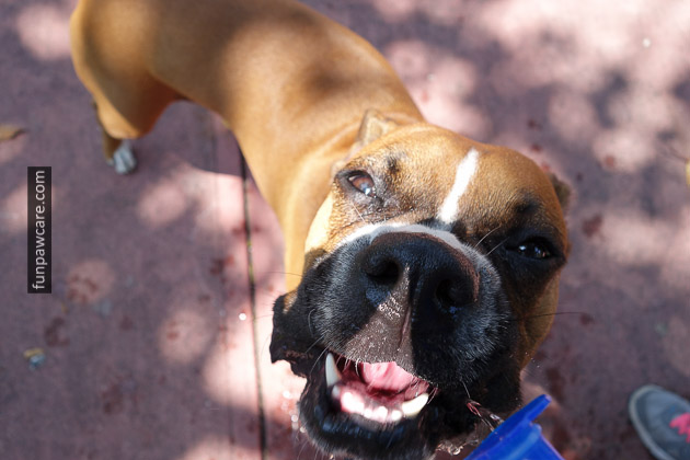 Dog Trainers in Miami (39)