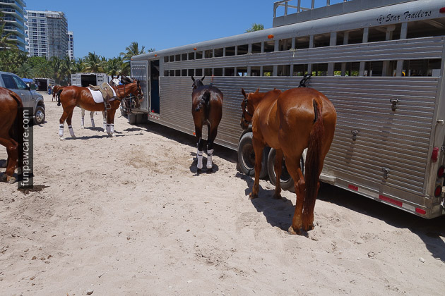 Dog Trainers in Miami (32)