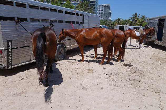 Dog Trainers in Miami (31)
