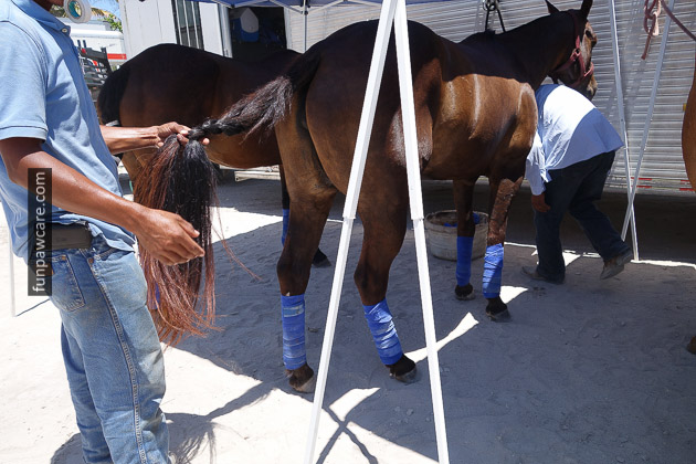 Service Dog Training Horse Tail Picture Service Dog Training Horse Tail Picture - Fun Paw Care