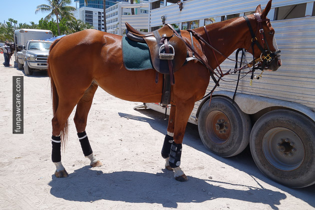 Dog Trainer Miami Horse In The Sun Photo Dog Trainer Miami Horse In The Sun Photo - Fun Paw Care