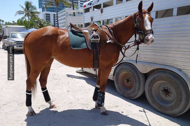 Dog Boarding Miami Horse With Saddle Image Dog Boarding Miami Horse With Saddle Image - Fun Paw Care