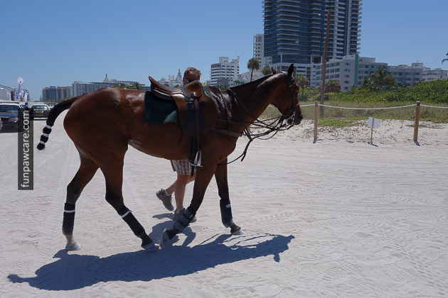 Puppy Training Miami Walking Horse Image Puppy Training Miami Walking Horse Image - Fun Paw Care
