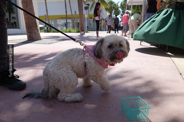 Dog Trainers in Miami (9)