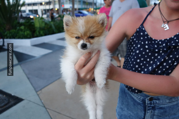Puppy Training Miami Cute Puppy Image Puppy Training Miami Cute Puppy Image - Fun Paw Care