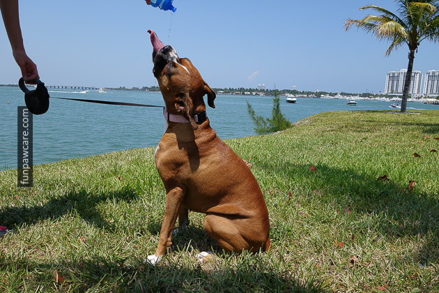 Dog Trainers in Miami (31) Dog Trainers in Miami (42)