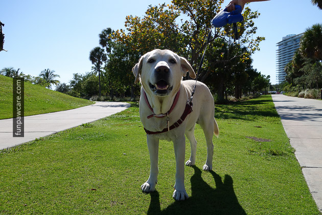 Lab