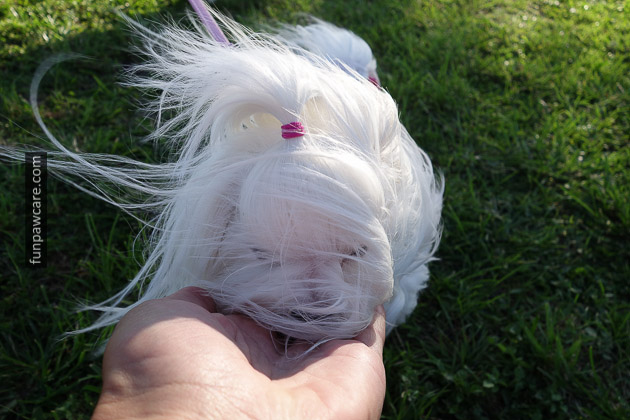 Dog Training Miami (58)