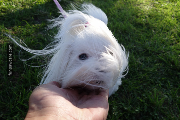 Photo Of Windblown Dog At Puppy Training, Miami Photo Of Windblown Dog At Puppy Training, Miami - Fun Paw Care
