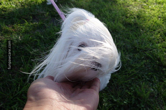Dog Training Miami (56)