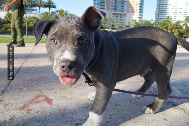 Close-Up Pitbull Puppy Training, Miami Image Close-Up Pitbull Puppy Training, Miami Image - Fun Paw Care