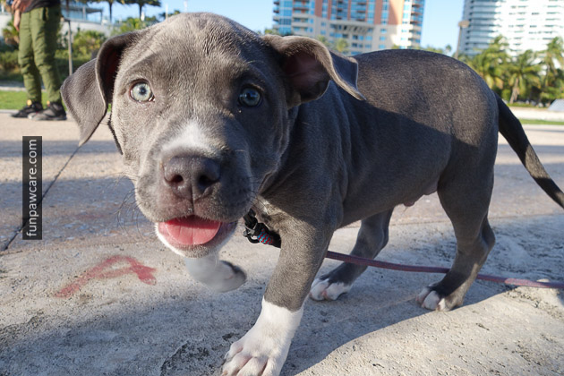 Dog Training Miami (35)
