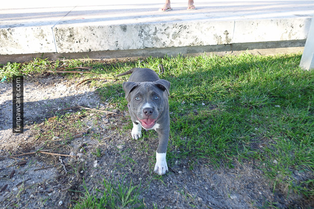Puppy Smiling At Puppy Training, Miami Photo Puppy Smiling At Puppy Training, Miami Photo - Fun Paw Care