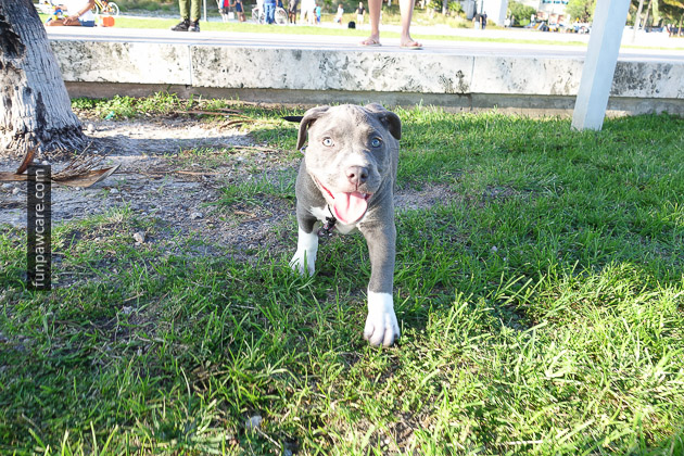 Dog Training Miami (33)