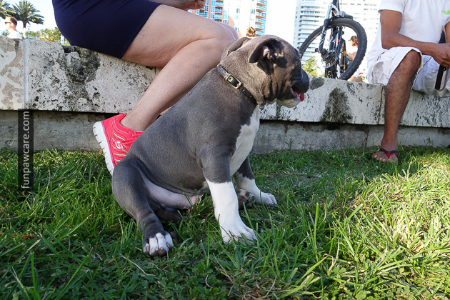 Photo Of Adorable Grey Puppy At Miami Dog Training Photo Of Adorable Grey Puppy At Miami Dog Training - Fun Paw Care