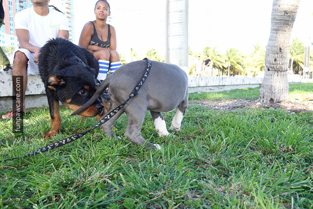 Dog Training Miami (30)