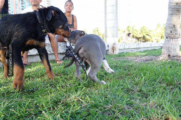 Dog Training Miami (29)