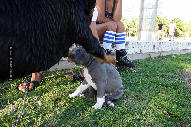 Dog Training Miami (28)