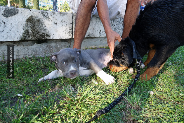 Dog Training Miami (27)