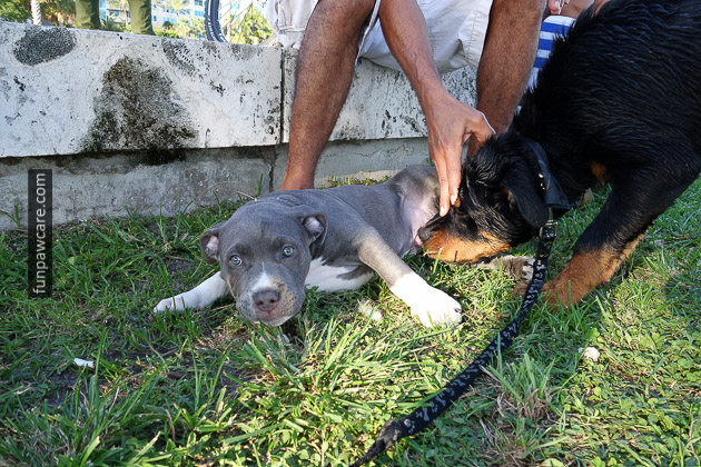 Dog Training Miami (26)