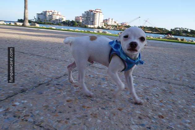 Photo Of Chihuahua At Miami Dog Training Day Photo Of Chihuahua At Miami Dog Training Day - Fun Paw Care